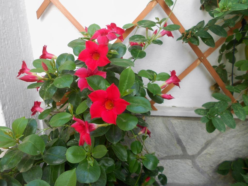Aggela Guesthouse Skopelos Exterior foto